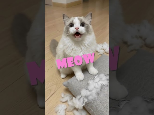 My cat destroyed the pillow then looked at me like this 😹 #catsoftiktok #pethumor #shorts