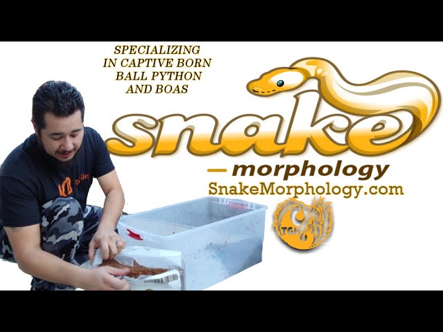 Ball Python Bedding Snake Morphology