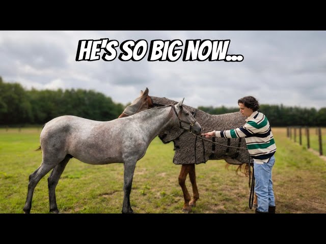 15-Month-Old Foal Update, an Exciting New Tackroom Arrival & Barn Renovation Progress!