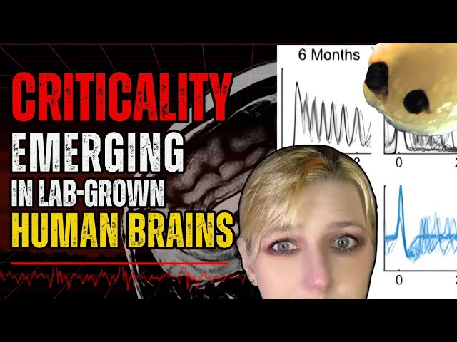 Criticality Found Emerging in Lab-Grown Human Brains