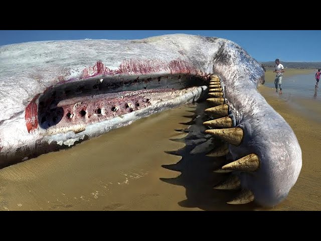 10 Cosas Mas Extrañas Expulsadas Por El Océano 😨