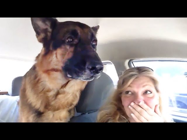 German Shepherd dog suddenly realizes he is at the vet🤣 Funny Dog's Reaction