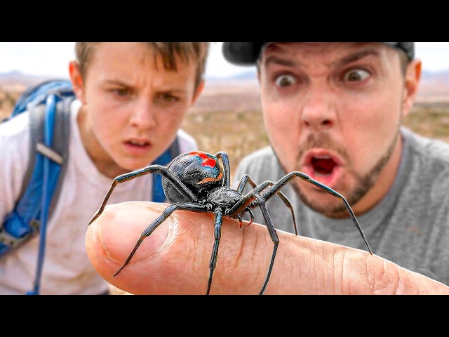 Catching a Black Widow Spider!
