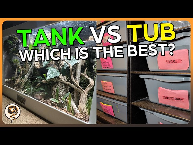 Tank vs Tub: Which is the Best for your Ball Python? - Spoiler: It's probably the Secret 3rd option