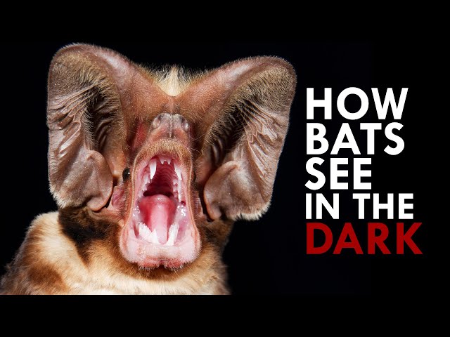 Echolocation: The Evolution of a Superpower