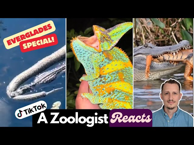 Zoologist Reacts to Viral Reptile TikToks – EVERGLADES SPECIAL!