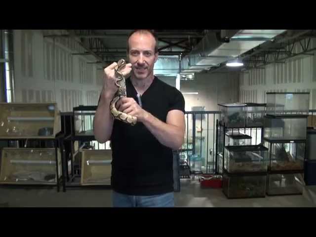 How To: Fire Ball Python Care & Setup Video by The PetMan