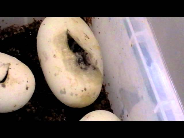 Dwarf Burmese Pythons Hatching