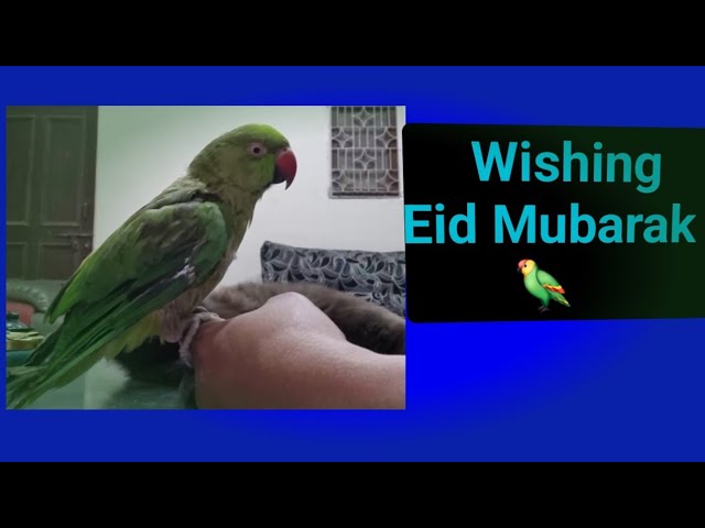  ​#🐑🎉 | Eid Ul Azha Mubarak#parrot #c🐏🐑🐐🦜loving animal