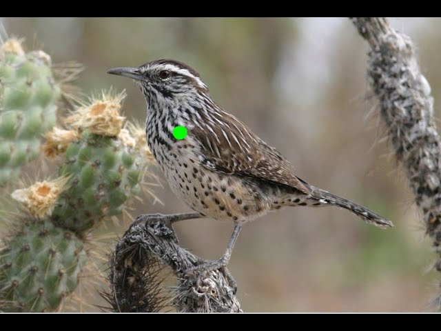Bird Watching with Gamo Rifle Scope and Green Laser Hunting