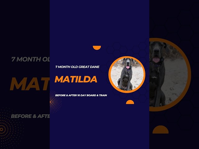 Matilda - 7 Month Old Great Dane - 10 Day Board and Train Board & Train | Before & After