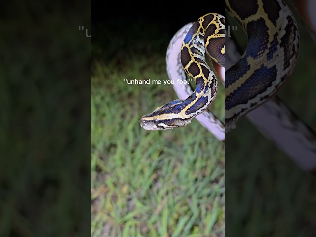 Catching wild pythons in the Florida Everglades. #reptiles #venomoussnakes #pets #python