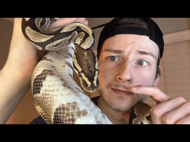 Should You Get a Ball Python? - The Simple Answer