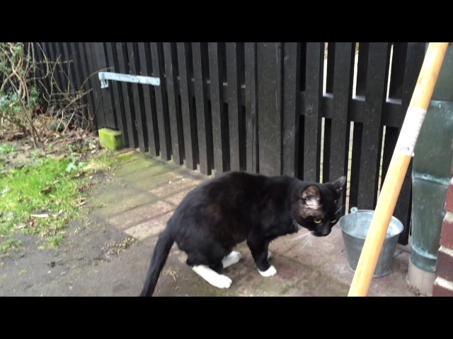 Tom cat trills and meows longingly at female cat