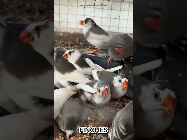 Finch Birds Eating| Finch #CM_o8o1