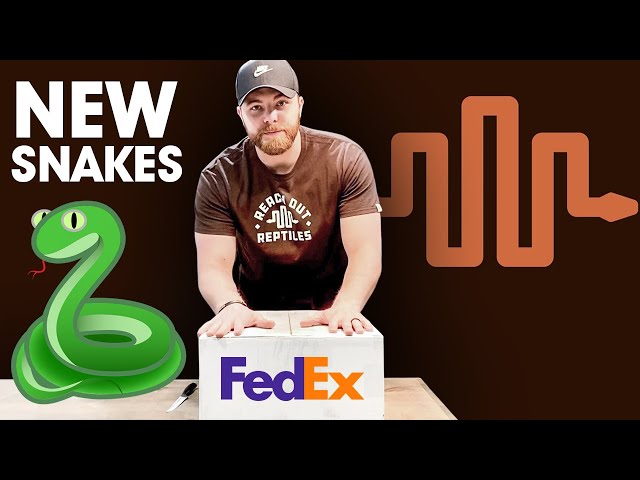 HUGE Super Dwarf Retic UNBOXING! (Reach Out Reptiles)