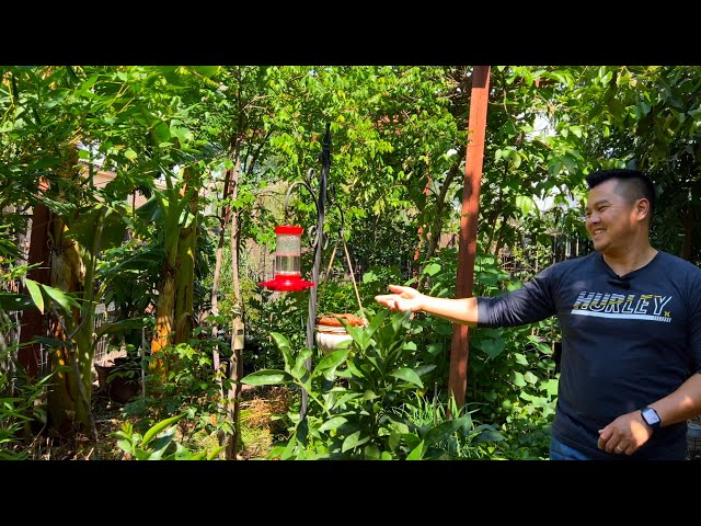 Starting A Tropical Fruit Tree Forest in USDA Zone 9B - Step 3