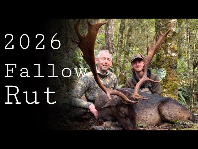 Hunting BIG Public Land Fallow Bucks
