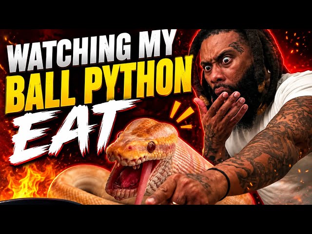 WOW 😮 WATCHING MY BALL PYTHON EAT CHECK THIS OUT 