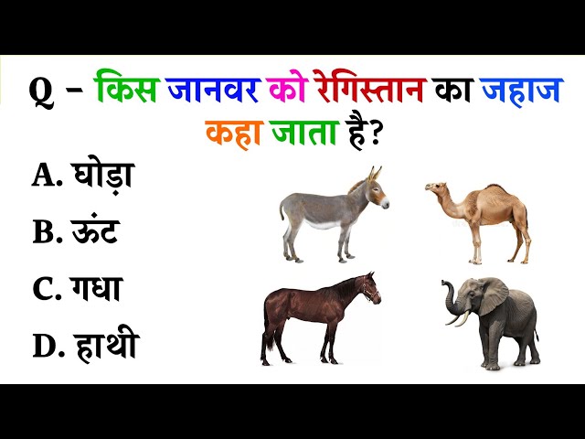 किस जानवर को रेगिस्तान का जहाज कहा जाता हैं ?GK Question and Answer 