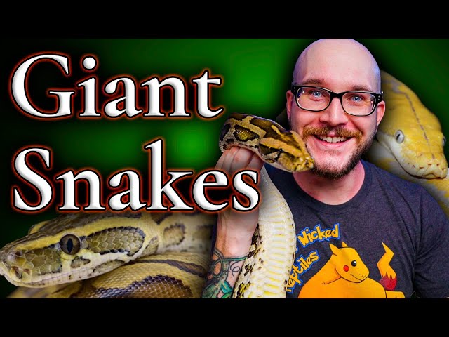 Are Big Snakes Actually Dangerous? Meet My 13 Foot Python!