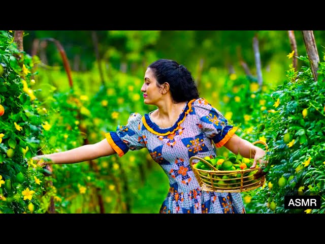 Village Food Channel | Indian Kitchen Garden Massive Harvest @Fairygardenindia #kitchengardentour