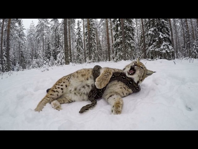 He Found a Giant Python Strangling a Pregnant Lynx — The Lynx Pack’s Reaction Shocked Him