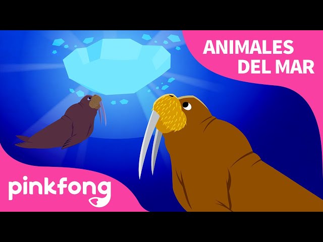 Morsa | Animales del Mar | Pinkfong Canciones Infantiles