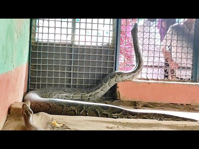 Massive Reticulated Python Snake | World Longest Python Snake Species