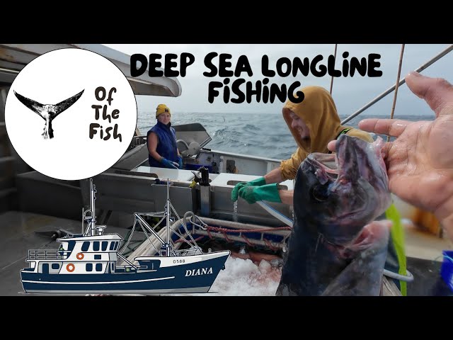 DEEP SEA FISHING - AUTO LONGLINE FOR BLUE EYE TREVALLA - FV DIANA