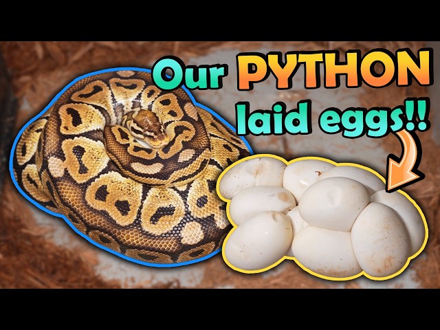 Honey Laid a HUGE Clutch of Eggs!