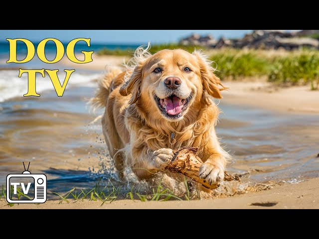 DOG TV: The Perfect Ultimate Home Alone Anti-Anxiety Solution for Dogs - Video Entertainment for Dog