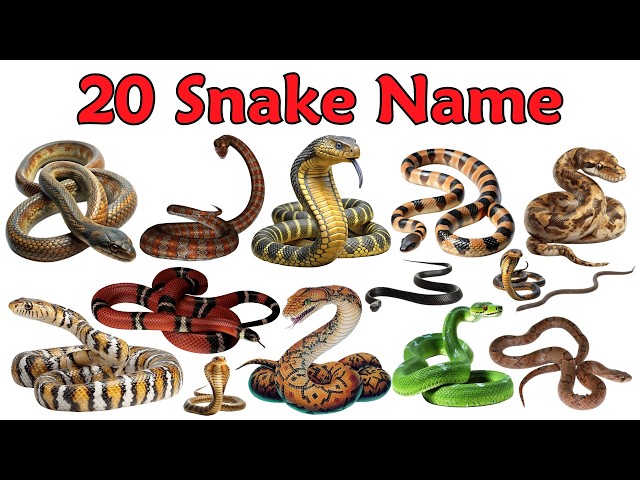 20 सांपों के नाम 🐍| 20 Snakes Name English and Hindi | Snakes Pictures | Learn Snake Name for Kids