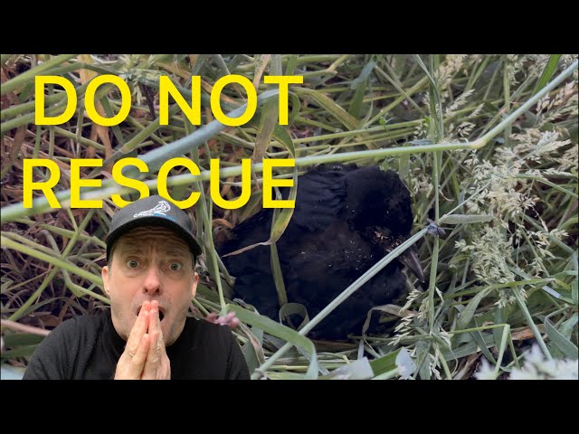     You Should NOT Rescue Every Baby Crow You Find