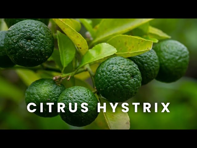 Citrus Hystrix | One Leaf, Two Lobes, and a Name With a Complicated History