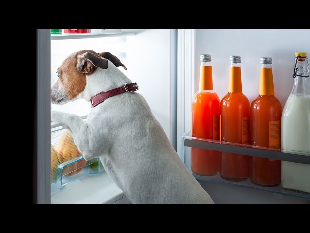 Beware: 5 Common Foods That Are Harmful To Dogs