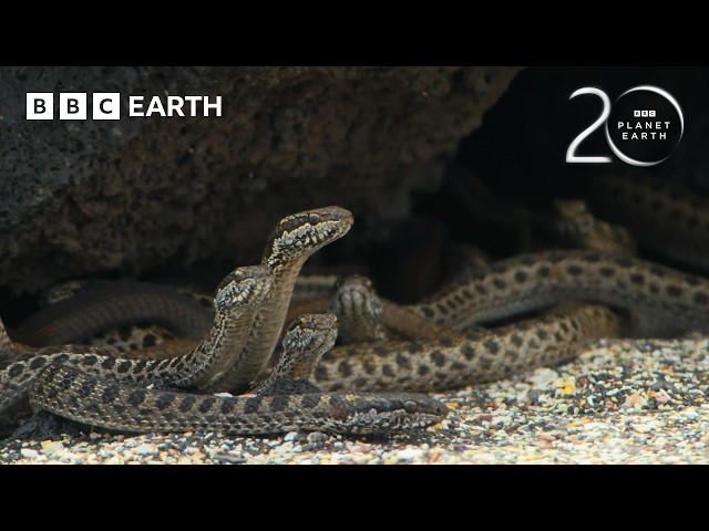 Baby Iguana vs Racer Snakes | 20 Years of Planet Earth | BBC Earth