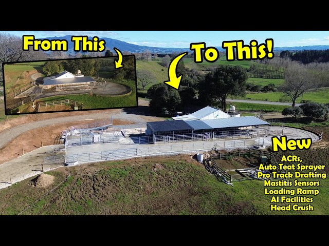 Upgraded Milking Shed All Finished, Lot's Of New Tech