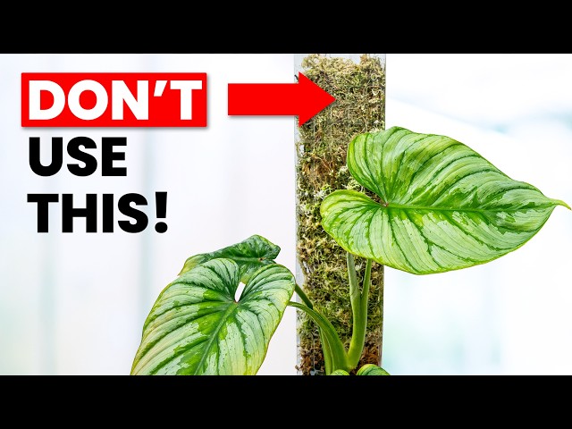 10 Philodendron Care Tips You NEED To Know