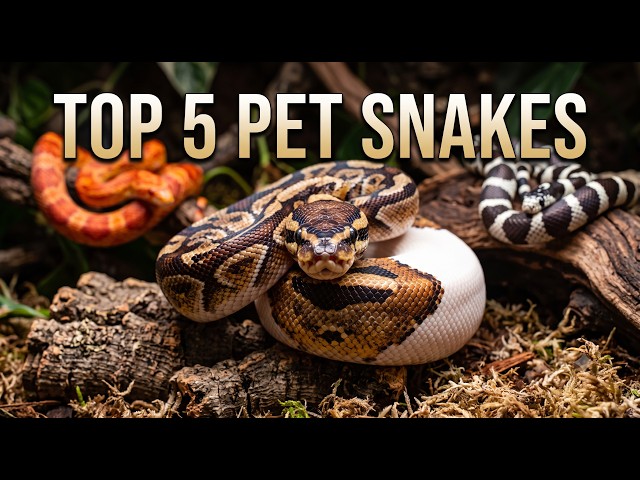 The BEST Pet Snake for Beginners! (Complete Guide) #facts #snacks