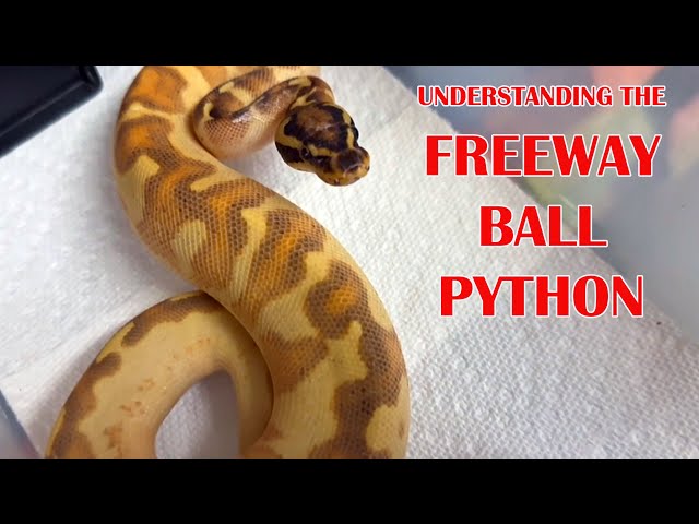HOW TO MAKE THE BEST-LOOKING FREEWAY BALL PYTHONS!