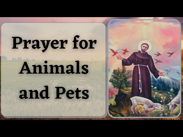 Prayer for Animals and Pets | St. Francis of Assisi Prayer - Goodwill Prayers