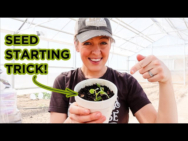 The Trick to Knowing WHEN to Start Your Seeds (& why I'm starting mine EXTRA early)