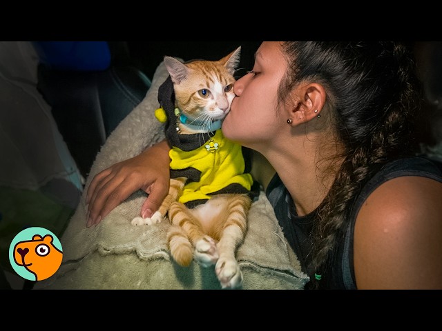 People Book Taxi Rides Just To Meet This Cat | Cuddle Buddies