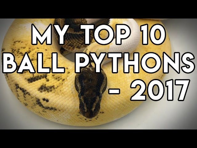 My Top 10 Ball Pythons- 2017