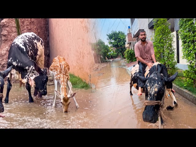 Barish Main Gaaiya k upr Beth K Swari Ki😍