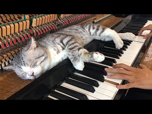 HABURU – The Sleepy Piano Loving Cat