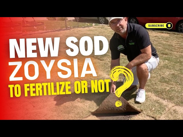 When Should You Fertilize New Zoysia Sod in Fort Worth, Texas?