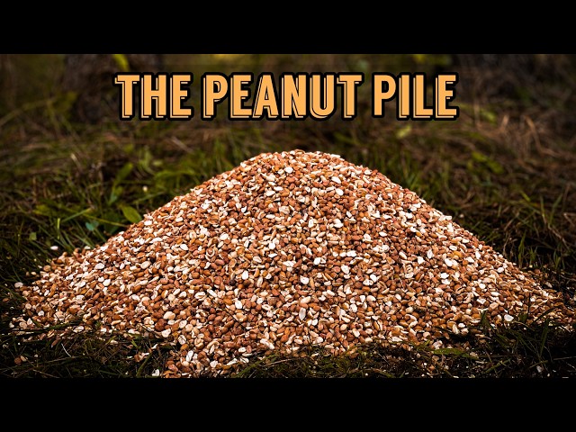 We Left a GIANT PILE OF PEANUTS in the Woods. Here's what happened! Trail Camera: The Peanut Pile