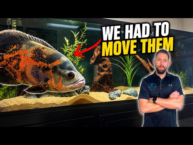 We Had to Rehome These HUGE Cichlids… (Oscar Fish & More)